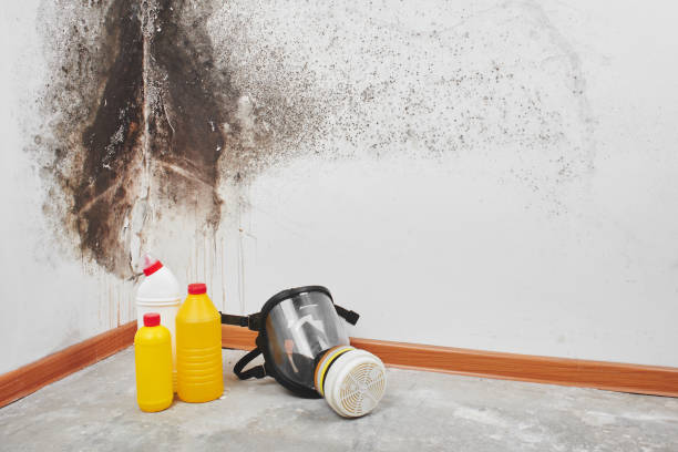 Best Commercial Mold Removal  in Logan, NM
