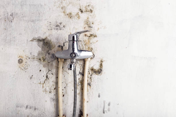 Trusted Logan, NM Mold Removal Experts