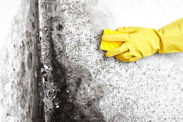 Best Mold Removal and Inspection  in Logan, NM