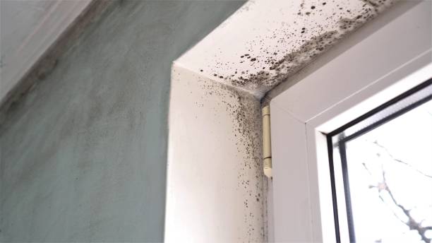 Best Local Mold Removal Service  in Logan, NM
