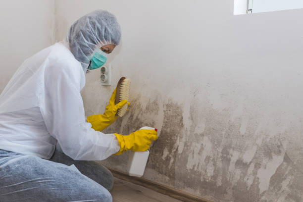 Best Mold Damage Repair  in Logan, NM