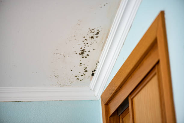 Best Mold Remediation  in Logan, NM