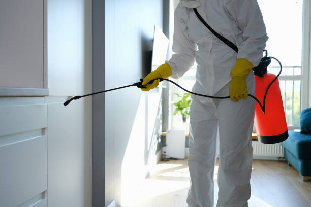 Best Attic Mold Removal  in Logan, NM