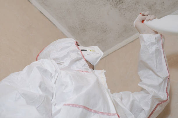 Attic Mold Removal in Logan, NM