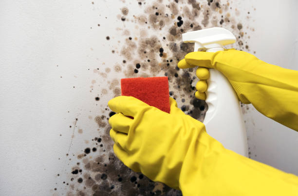 Best Office Mold Removal Services  in Logan, NM