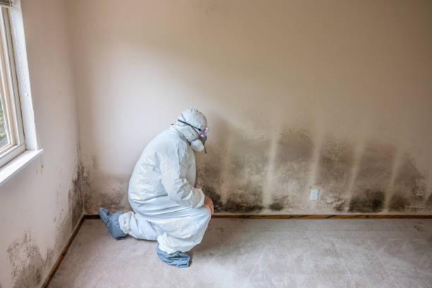 Best Mold Testing  in Logan, NM