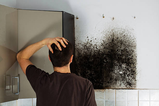 Home Mold Removal in Logan, NM