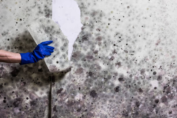Best Emergency Mold Removal  in Logan, NM
