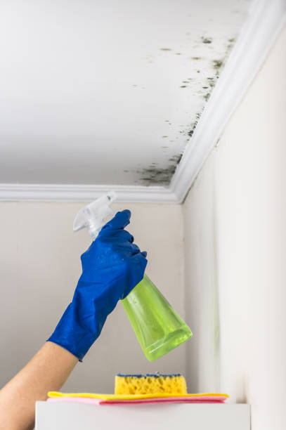 Best Mold Remediation  in Logan, NM